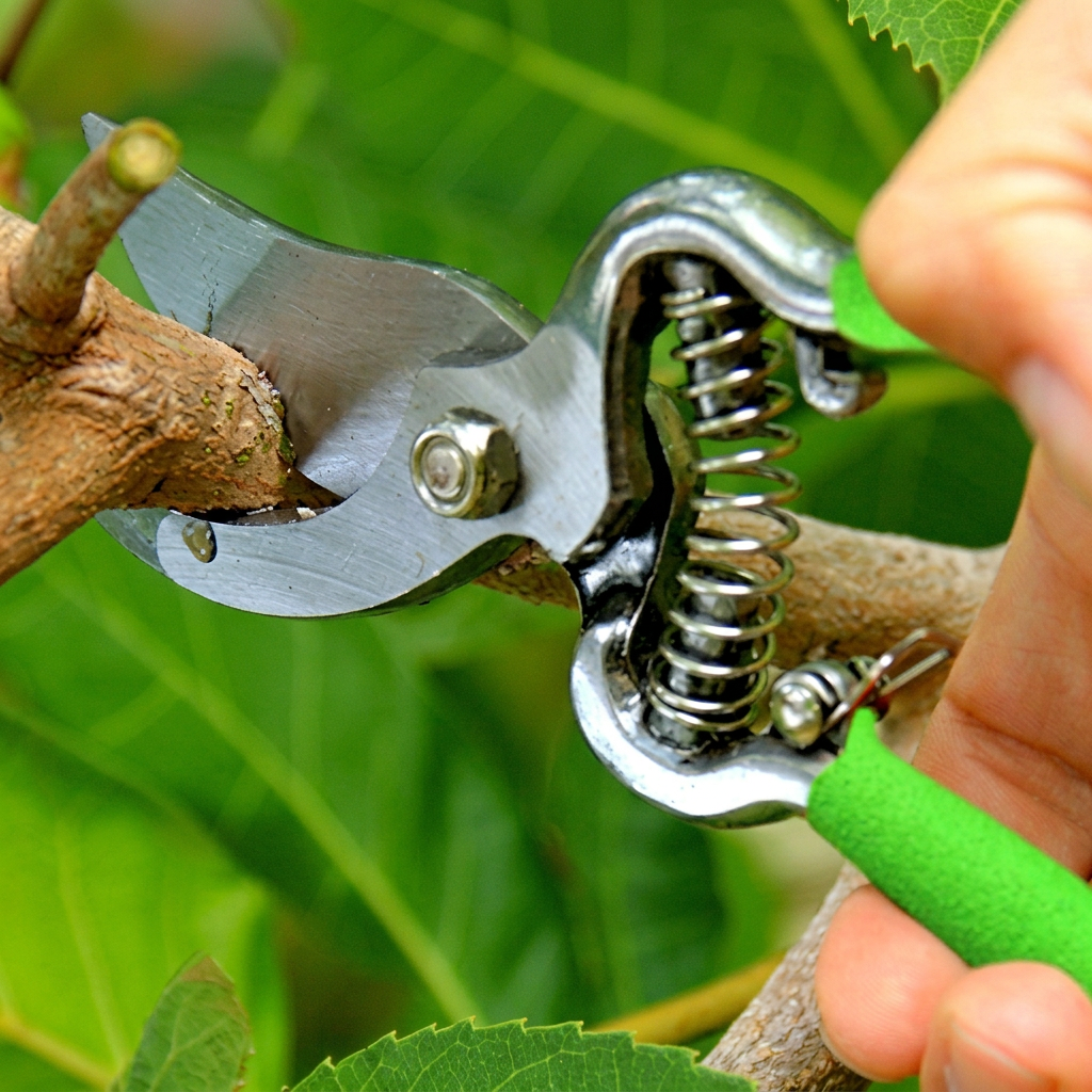Tree Pruning & Hedging